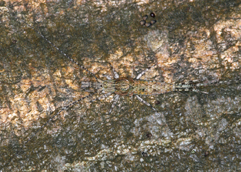 Felsenspringer (Lepismachilis y-notata) - © Gernot Kunz